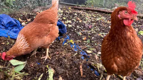 Two well fed hens - one looking sidelong into the camera wait to be fed scraps beside a compost heap. They're in a sealed off area in a community garden. In the background are lots of vegetable scraps which the hens have been feeding off.