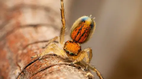Jonah Walker This spider has yellowish legs with an amber head and abomen, which again is raised for display