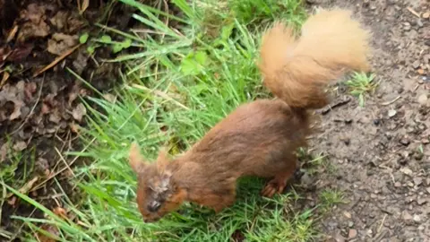 A red squirrel with lesions around its face. It runs on grass