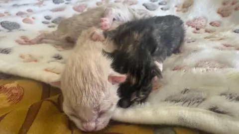 Two white kittens and a black kitten all lying next to each other. They are asleep on a fluffy white blanket.