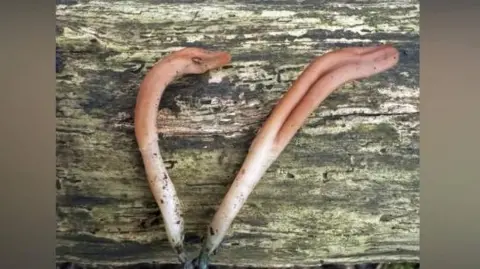 The microglossum cyanobasis fungus. It has a blue base and there is a log behind them