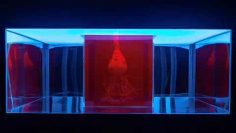 Red-lit exhibit box shows a plant with roots streaming down. It's in a larger glass box. The plant resembles a jellyfish, with "tentacles" eminating from a triangular core at the top of the picture.