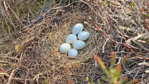 Hawk and Owl Trust Six eggs in a nest viewed from above
