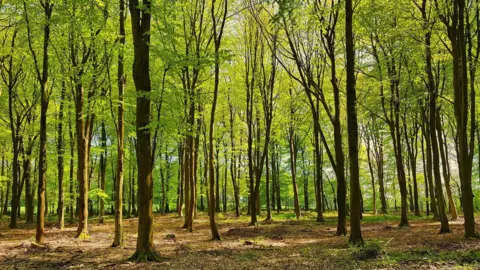 Getty Images Trees standing in a well-established copse, with dappled sunlight falling on the ground and an open area of ground in the distance. 