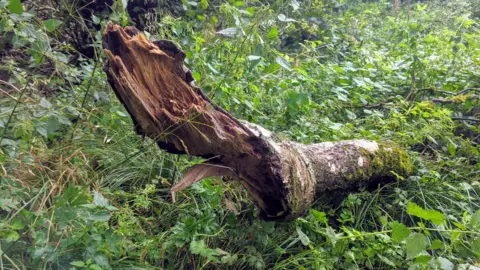 Chris Eyles The trunk of an ash tree laid among plants on a woodland floor