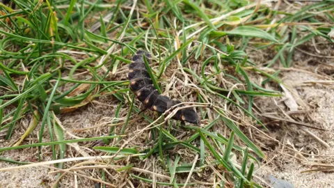 Manchester Museum Black worm figure with dark yellow spots on its sides in the grass
