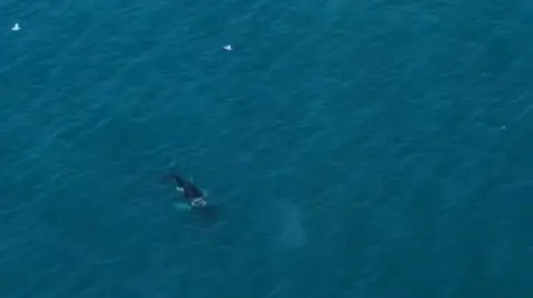 Sharkman Dan Drone footage of a humpback whale in the water.