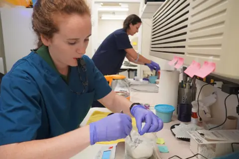 Thomas Manglona KUAM A woman sits in a laboratory with a whistle in her mouth, purple gloves on and has a cotton wool bud to feed a tiny chick inside a plastic container