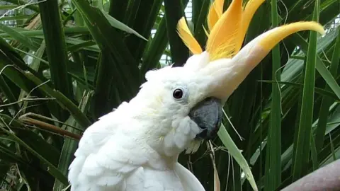 Troy the parrot. He is white with a yellow crest and black beak. He is perched on a branch with green foliage behind it.
