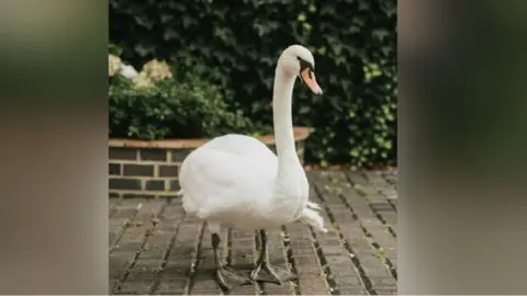 Sid the swan pictured in a garden with greenery behind him