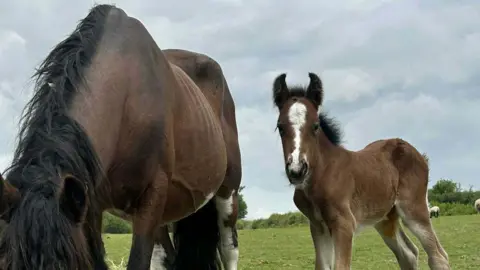 A mare and a foal standing in a field. The mare is grazing, her head is not in the shot. She is think and her rib cage is showing.The foal is standing next to the mare and is looking at the camera. Both ar brown in colour.