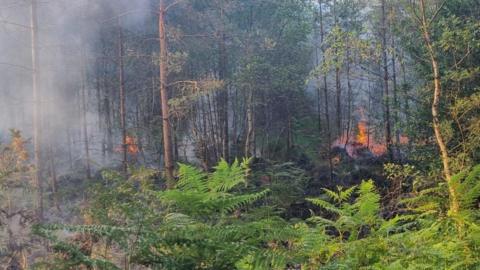 The fire at Boveridge Heath with green ferns in the foreground and lots of trees - some pine with very thin trunks - in the background. The atmosphere is filled with thick smoke and deep orange flames are visible in several areas