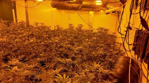 Suffolk Police A yellow-tinged room filled with cannabis plants and growing equipment