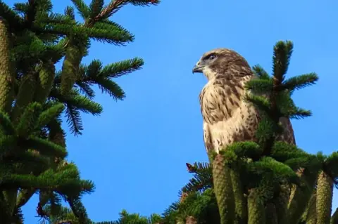 A hawk sits in the upper branches of a conifer tree looking around. The sky is brilliant blue behind