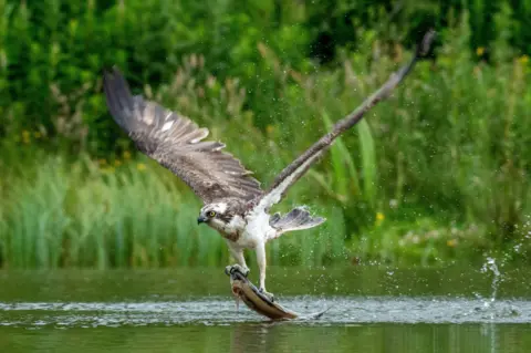 Caitlyn McDonald An osprey with wings fully spread lifts off from the surface of a lake, clutching a large fish in its talons. Water splashes around the bird as it ascends, with green vegetation and reeds visible in the background