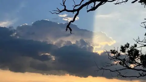 Lavendermist/BBC Clouds in the sky with sun behind and a tree branch hanging over 