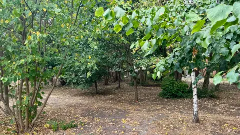 A woodland with trees in 