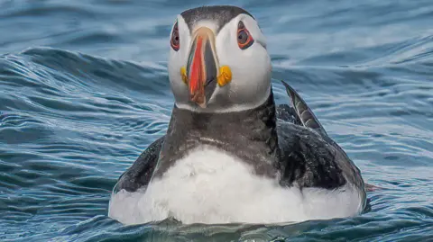 Alan Drillot/Guernsey Arts A close up image of a puffin in the sea