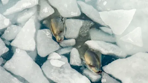 Tamara Stubbs Two seals poke their heads out of the ice