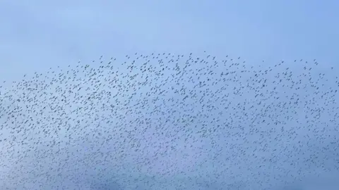 Jason Walker Picture of the murmuration