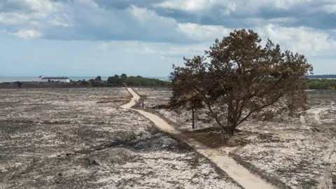 National Trust Dusty paths surrounded by scorched vegetation and one tree. In the background the sea is visible next to white cottages.