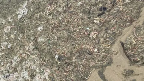 Jo Burn/BBC Dead ragworms and lugworms