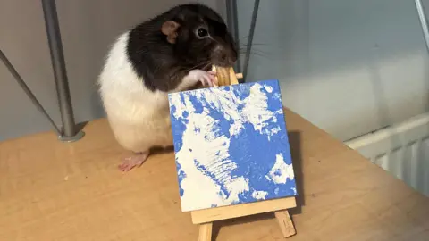 BBC A brown and white rat on a wooden table with its front paws up on a tiny easel, which holds a blue and white square painting.