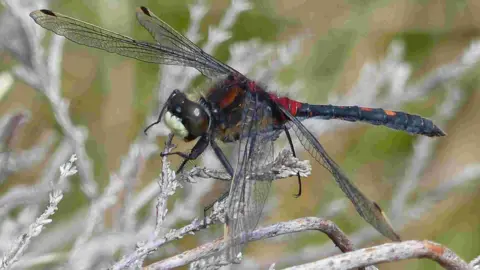David Clarke A white-faced darter dragonfly sits on a green stem of a plant on a peatland bog. The dragon fly has a red and black body and head. Its wings are translucent. 