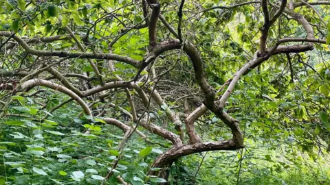 Middlesbrough Environment City An old medlar tree is growing out of a very overgrown patch of undergrowth. The tree is gnarled and has a mass of thin branches.