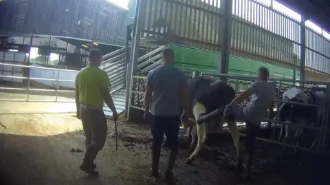 Animal Justice Project A man is seemingly kicking the back of a standing cow. Two other men are stood nearby. In the backdrop there is a metal fence  with other cows behind it. 