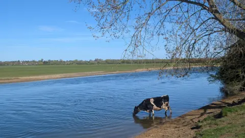 George Groundhog A cow in a stream drinking the water. A park is in the distance.