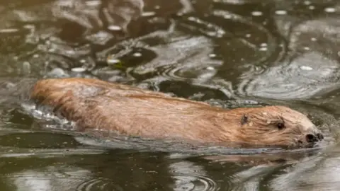 James Beck A beaver swimming in a river, with part of his head and back above water