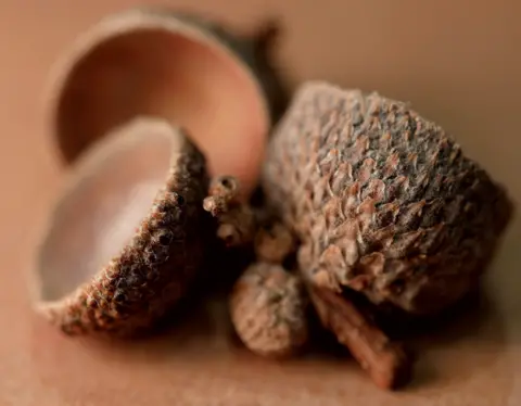 David Jenks Acorn cupules