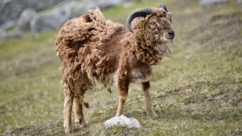 Getty Images una oveja Soay con un vellón marrón áspero parado en una zona cubierta de hierba.