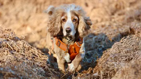 Martyn Hopkins A cream-coloured cocker spaniel dog with an orange lead running towards the camera.