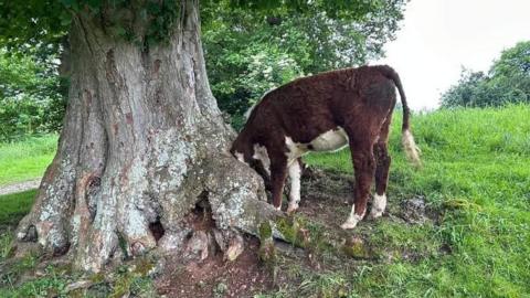 A brown and white cow stands next to the trunk of a large tree, with its head trapped in a hole near the base of the trunk