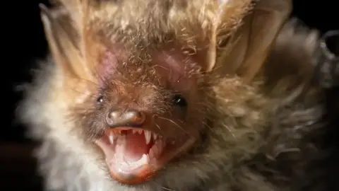 A Bechstein bat with sharp teeth and long hair.