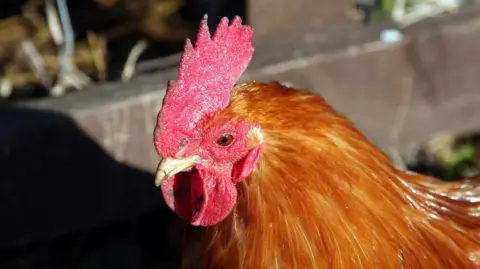 A close up of a brown chicken at a farm in the sunshine