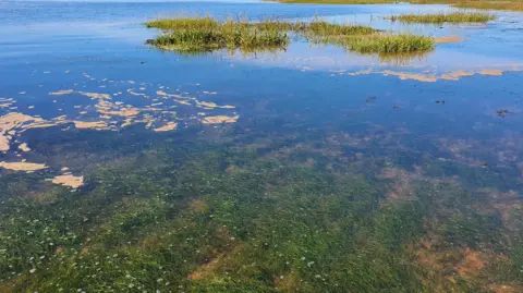 Stretch of water with seagrass growing both below and above the surface