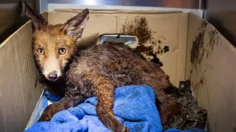 South Essex Wildlife Hospital A fox cub sitting in a cardboard box which is looking in the direction of the camera. It is sitting on a blue towel and is covered in a black tar like substance on its body.