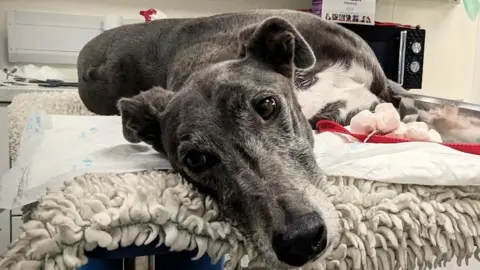 Blake, a grey greyhound with a white chest lies on a veterinary examination table in the process of donating blood, looking straight at the camera. In the background, medical supplies can be seen. 