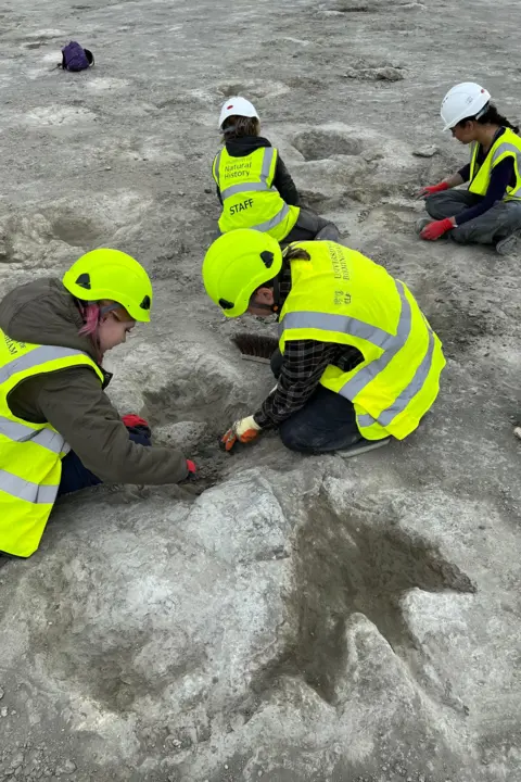 Emma Nicholls/Oxford University Museum of Natural History Four scientists wearing bright yellow hi visibility gear and helmets discovered huge, up to 2 feet wide three-foot prints of gray-white that land. You can see more of them chasing in the distance.