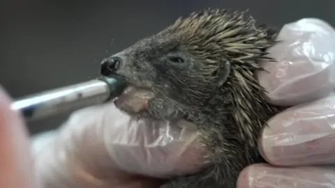 A baby hedgehog being held by a hand in a plastic glove is being fed with a syringe