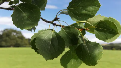 Woodland Trust The leaves of an aspen tree