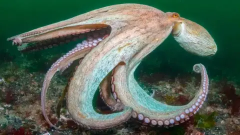 The image shows an octopus underwater on the seabed, with several tentacles spread out and curled around its body. The octopus is pale grey-brown in colour, with visible suction cups lining the underside of its tentacles, and is surrounded by rocks, seaweed and other marine growth in green-tinted water.