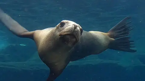 Colchester Zoological Society A sea lion swimming in a large pool of water at a zoo enclosure. 
