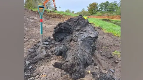 National Trust An ancient bog oak tree trunk resting on its side in mud. It is a deep black colour. A spade with a light blue/green handle is in pushed into the mud to its left. Behind it can be seen grass and in the distance trees and an orange digger.