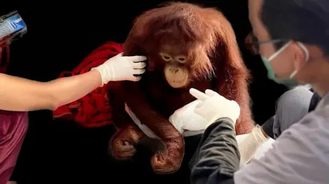 A young orangutan has his arm held by a female vet who is crouching and wearing a mask and gloves. A male vet is crouched down and is wearing a mask and gloves and he is pointing to the orangutan. The orangutan's fur is dark orange and its hands are curled. It looks sleepy as it has dropped its head.