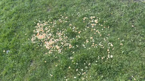 Reny Thomas A large number of crumbs has been scattered in grass.