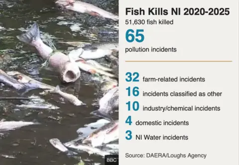A graphic showing dead fish. Text reads "Fish Kills NI 2020-2025. 51,530 fish killed. 65 pollution incidents. 32 farm-related incidents. 16 incidents classified as other. 10 industry/chemical incidents. 4 domestic incidents. 3 NI water incidents. Source: Daera/Loughs Agency
